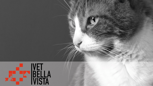 Clinica Veterinaria Bellavista