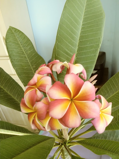 Drive-in Movie Theater «Rubidoux Drive-In Theatre and Swap Meet», reviews and photos, 3770 Opal St, Riverside, CA 92509, USA