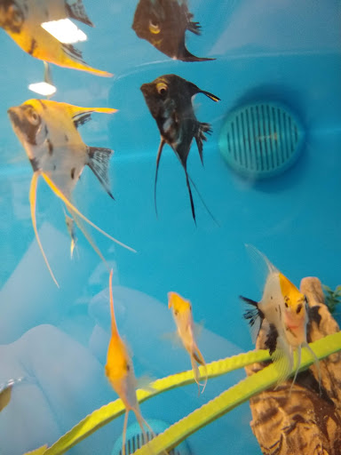 Pet Supply Store «PetSmart», reviews and photos, 9970 Sowder Village Square, Manassas, VA 20109, USA