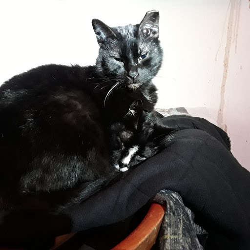 Pet Supply Store «Petco Animal Supplies», reviews and photos, 4440 Rib Mountain Dr, Wausau, WI 54401, USA