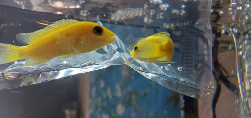 Tropical Fish Store «Golden Fish Aquariums», reviews and photos, 7145 W Colfax Ave, Lakewood, CO 80214, USA