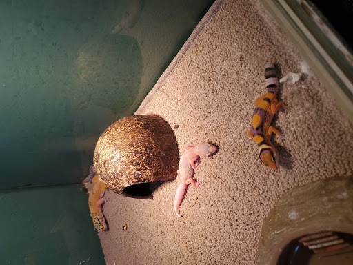 Pet Store «Movie Vault & PETropoliS live», reviews and photos, 1296 Anderson City Rd, Lawrenceburg, KY 40342, USA