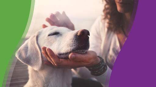 Healing Hands Veterinary Hospital image