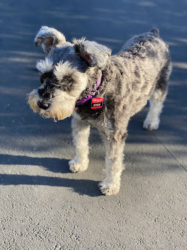 Insurance Agency «Embrace Pet Insurance», reviews and photos