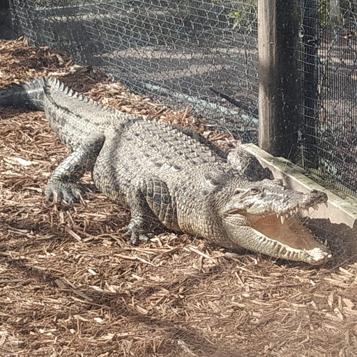 Tourist Attraction «Everglades Alligator Farm», reviews and photos, 40351 SW 192nd Ave, Florida City, FL 33034, USA