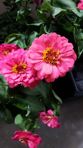 Greenhouse «Country Grapevine», reviews and photos, 510 N Hokendauqua Dr, Bath, PA 18014, USA