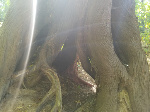 Park «Zumdieck Park», reviews and photos, 1500 108th Ave NE, Bellevue, WA 98004, USA