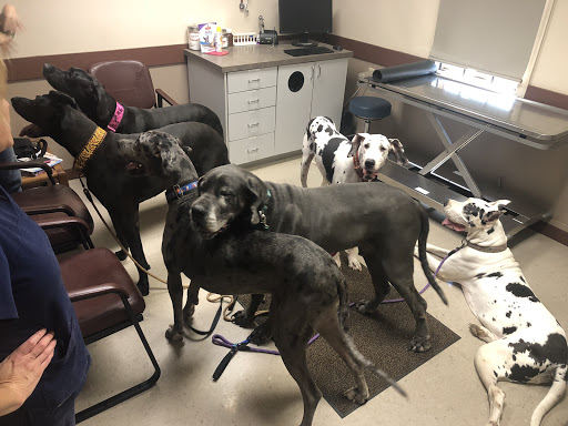 Abilene Animal Hospital PA