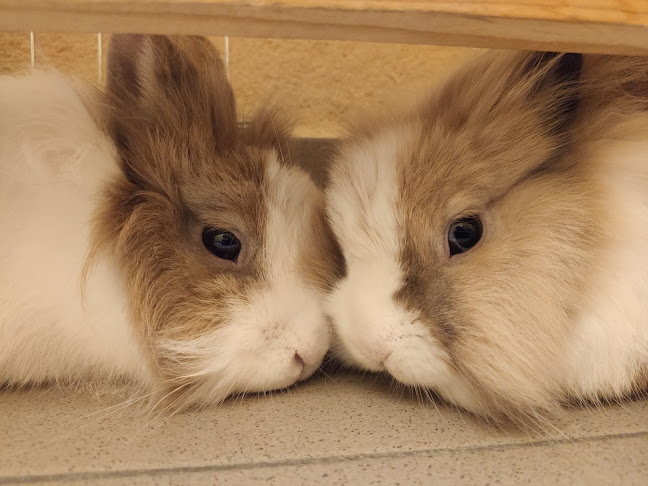 Recenzie KOVALÍKOVÁ SIMONA, MVDr. v Tvrdošín - Veterinár