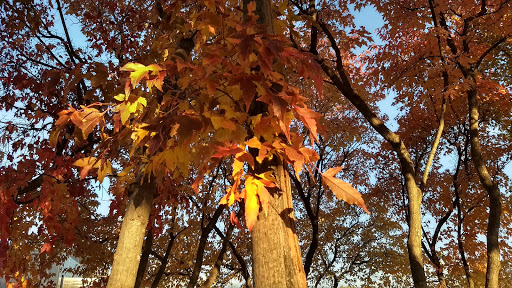 Park «Gold Medal Park», reviews and photos, Second Street and 11th Avenue South, Minneapolis, MN 55415, USA