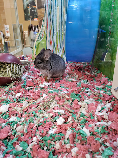 Pet Supply Store «PetSmart», reviews and photos, 11400 Financial Centre Pkwy, Little Rock, AR 72211, USA