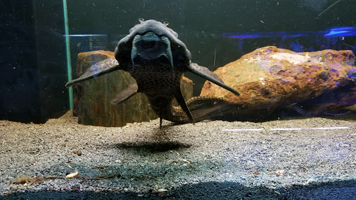 Pet Store «Fin-N-Feather», reviews and photos, 2931 F St, Eureka, CA 95501, USA