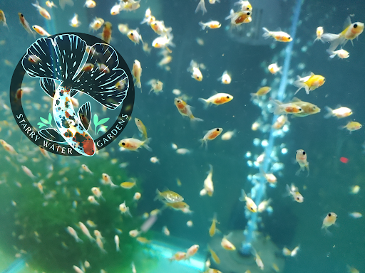 Starry Water Gardens