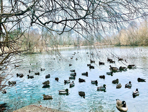 Park «Kissena Park», reviews and photos, 164-15 Booth Memorial Ave, Fresh Meadows, NY 11365, USA