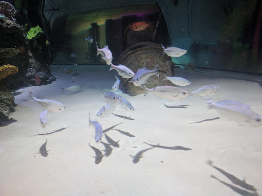 Aquarium «SEA LIFE Charlotte-Concord Aquarium», reviews and photos, 8111 Concord Mills Boulevard, Concord, NC 28027, USA