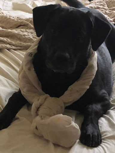 Pet Supply Store «PetSmart», reviews and photos, 13927 New Halls Ferry Road, Florissant, MO 63033, USA