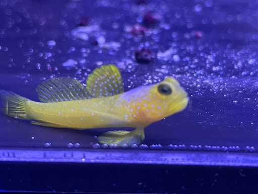 Tropical Fish Store «Tropical Pet Oasis», reviews and photos, 10218 Progress Ln, Parker, CO 80134, USA