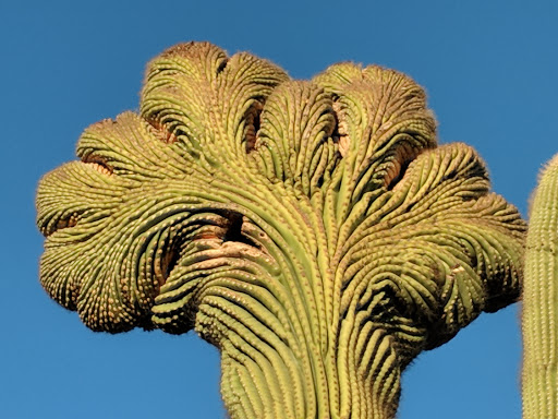 Botanical Garden «Desert Botanical Garden», reviews and photos, 1201 N Galvin Pkwy, Phoenix, AZ 85008, USA