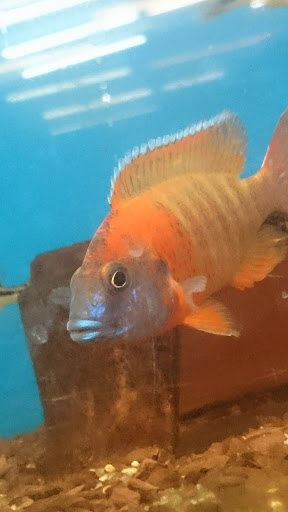 Pet Store «Pets Plus - Quakertown», reviews and photos, 117 S West End Blvd, Quakertown, PA 18951, USA