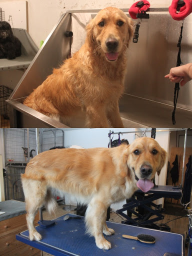 Wen's Dog Grooming Salon