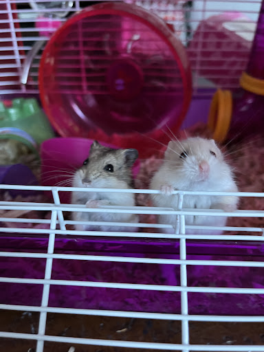 Pet Store «Pet Town», reviews and photos, 7804 Florence Ave, Downey, CA 90240, USA