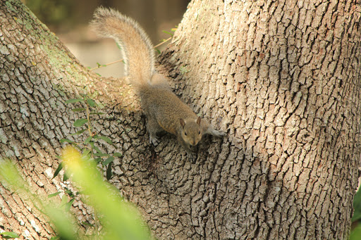 Performing Arts Theater «Barbara B. Mann Performing Arts Hall», reviews and photos, 13350 FSW Pkwy, Fort Myers, FL 33919, USA