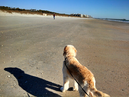 State Park «Myrtle Beach State Park», reviews and photos, 4401 S Kings Hwy, Myrtle Beach, SC 29575, USA