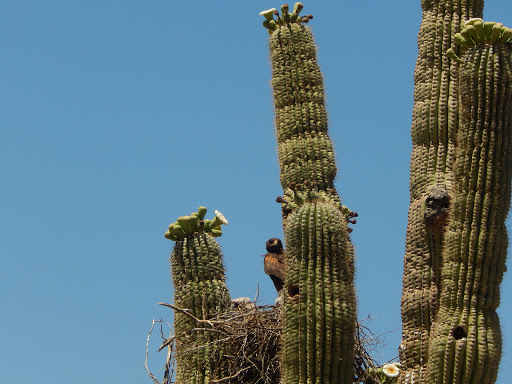 Tour Operator «Stellar Adventures», reviews and photos, 4026 E Broadway Rd, Phoenix, AZ 85040, USA