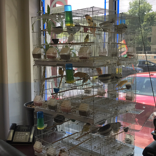 Used Car Dealer «Chase Auto Group», reviews and photos, 1733 E Gun Hill Rd, Bronx, NY 10469, USA