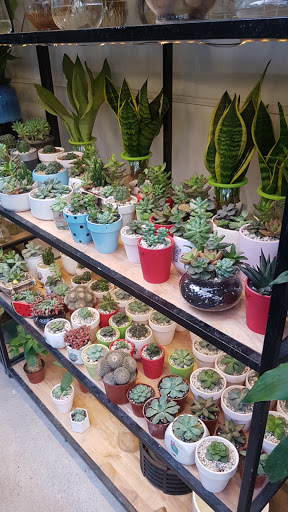 Top 20 cửa hàng cây kiểng Huyện Ba Vì Hà Nội 2022