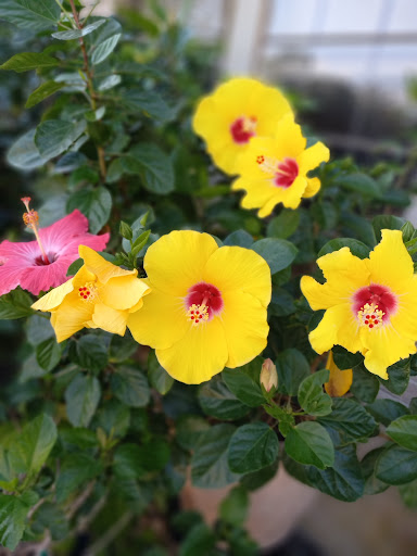 Supermarket «Walmart Neighborhood Market», reviews and photos, 4810 Hwy 6 N, Houston, TX 77084, USA