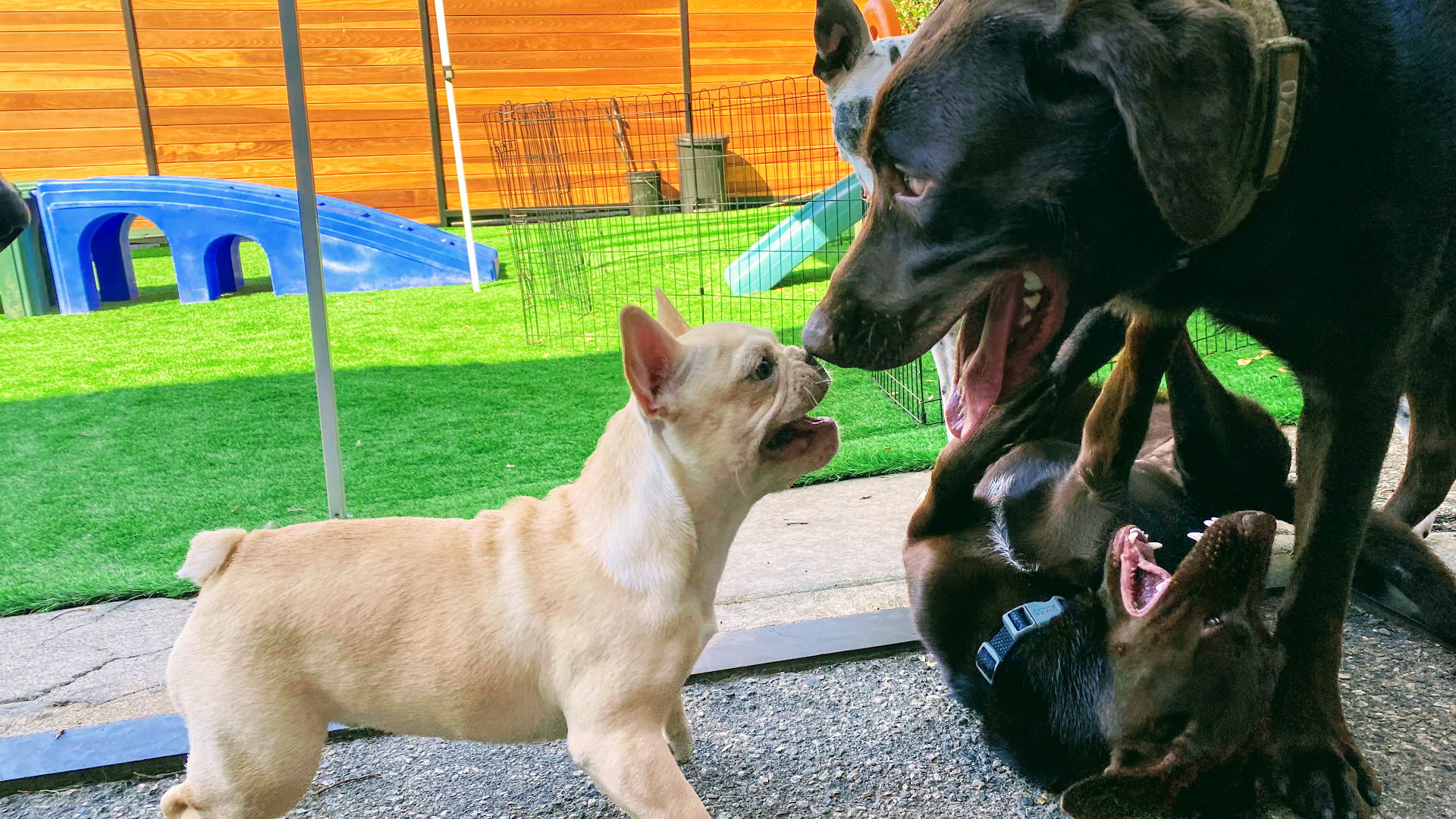 The Ranch Dog Training