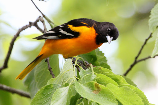 Nature Preserve «GRIGGS RESERVOIR PARK», reviews and photos, 2933 Riverside Dr, Columbus, OH 43221, USA