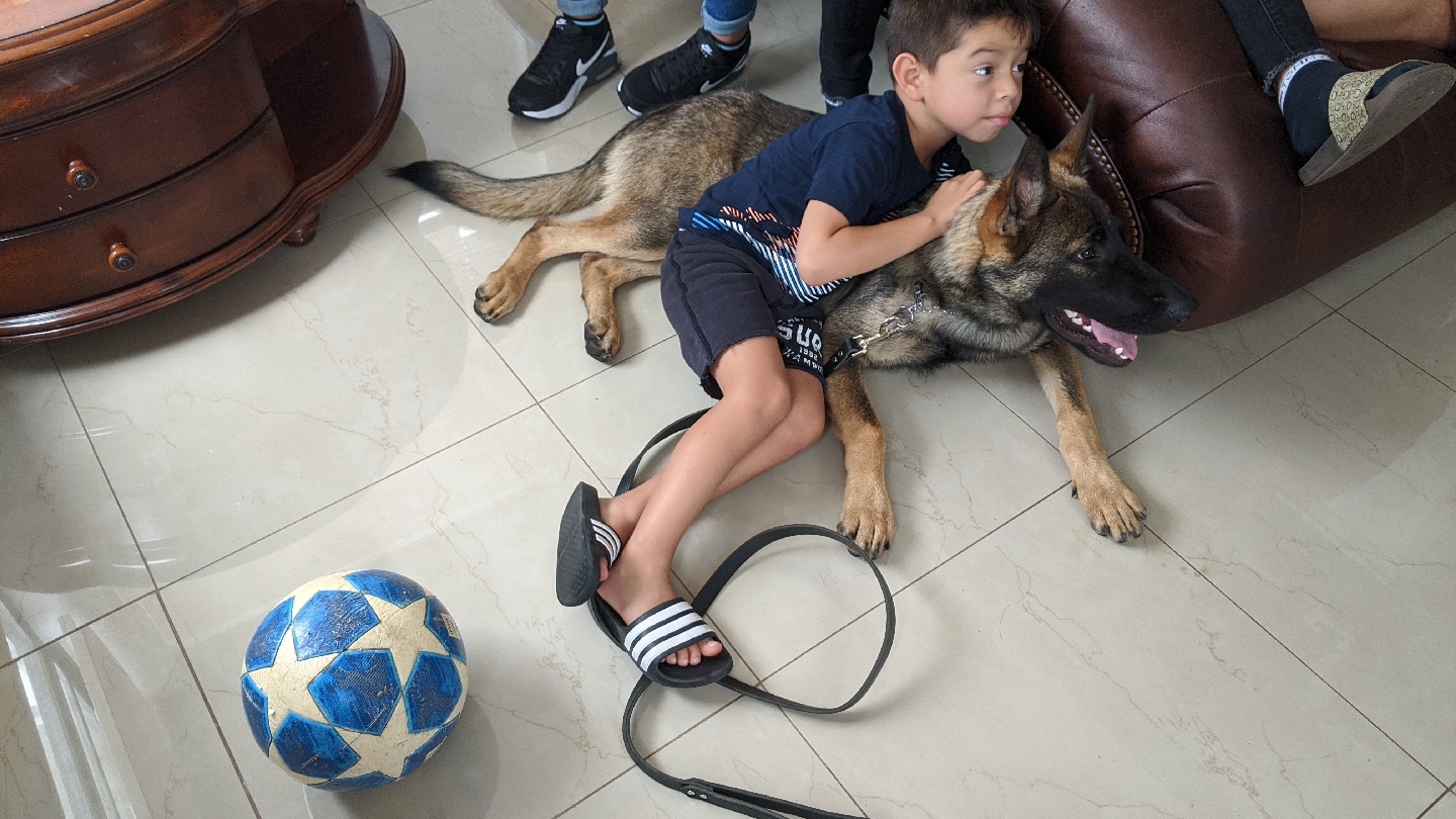 AlphA and Omega Dog Training - Boca Raton