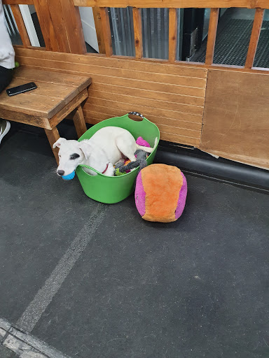 Pet Supply Store «Cycle Dog - Earth Friendly Pet Company», reviews and photos, 2215 NW Quimby St, Portland, OR 97210, USA