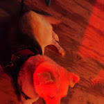 Photo n° 1 de l'avis de Patrick.o fait le 23/09/2023 à 08:29 pour Le Paparazzo à Gruissan