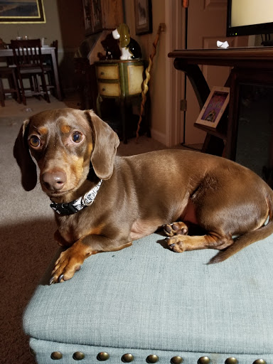 Pet Supply Store «PetSmart», reviews and photos, 1810 Cumming Hwy, Canton, GA 30114, USA