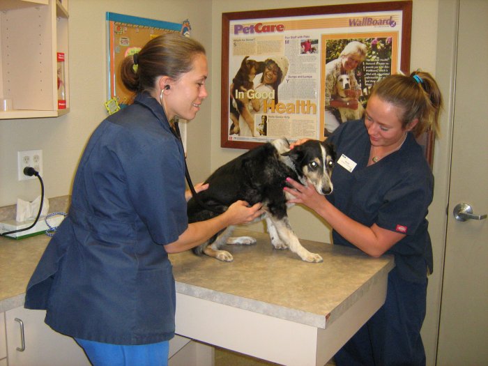 VCA Veterinary Hospital of Leon Springs