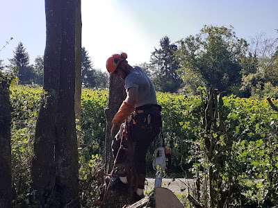 RUBEN ELAGAGE | ELAGUEUR JARDINIER PAYSAGISTE CHATELLERAULT 86 à Châtellerault