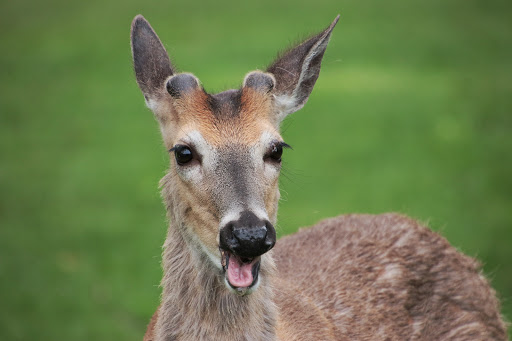 Nature Preserve «Schiller Woods East», reviews and photos, W Irving Park Rd, Chicago, IL 60634, USA