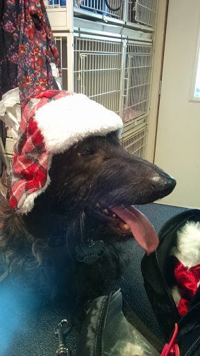 Wiggles Pet Shop, LLP, 2231 N Montana Ave, Helena, MT 59601, USA, 