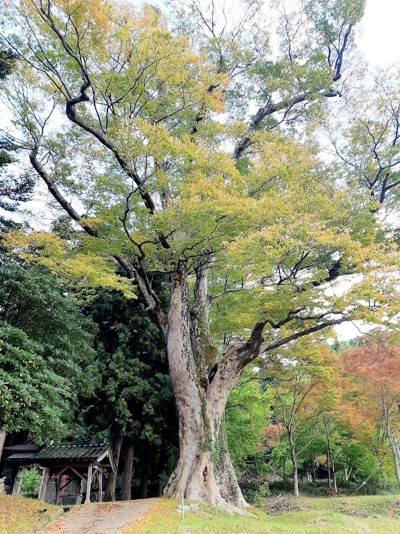 一宮神社のケヤキの森(県指定天然記念物)
