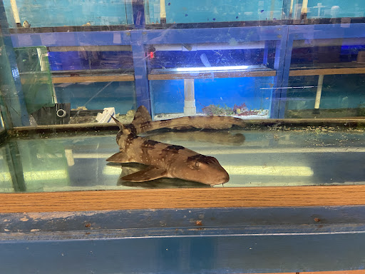 Pet Store «Exotic Fish», reviews and photos, 406 Northside Dr # F, Valdosta, GA 31602, USA