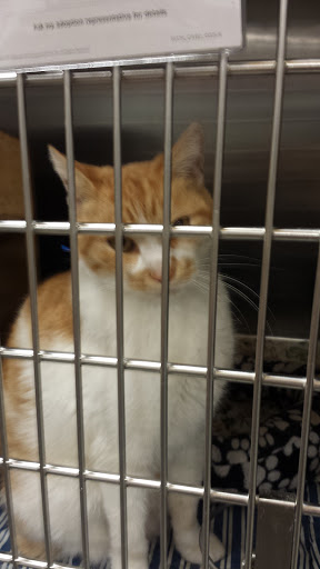 Pet Supply Store «PetSmart», reviews and photos, 1734 Old Fort Pkwy, Murfreesboro, TN 37129, USA