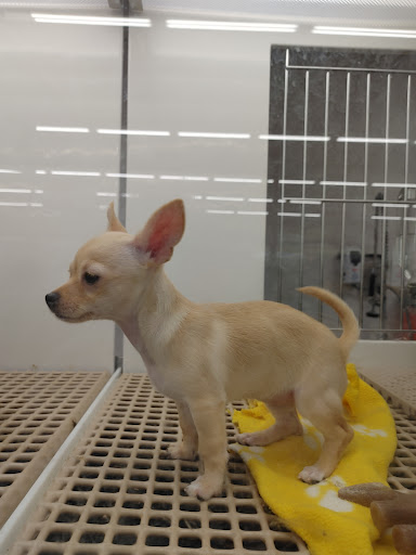 Pet Store «Petland», reviews and photos, 351 Diederich Blvd, Ashland, KY 41101, USA