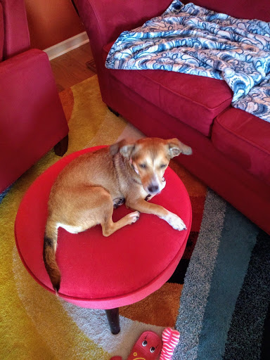 Pet Supply Store «PetSmart», reviews and photos, 2510 Berryhill Rd, Montgomery, AL 36117, USA