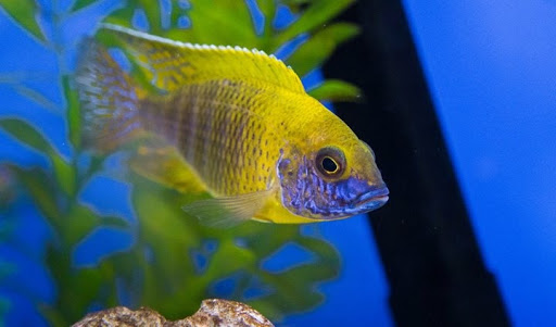 Aquarium Shop «Wet Pets by Steve», reviews and photos, 504 W Main St, Norman, OK 73069, USA