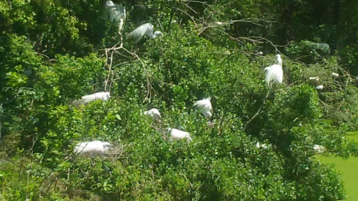 Park «Cypress Wetlands», reviews and photos, 1700 Paris Ave, Port Royal, SC 29935, USA