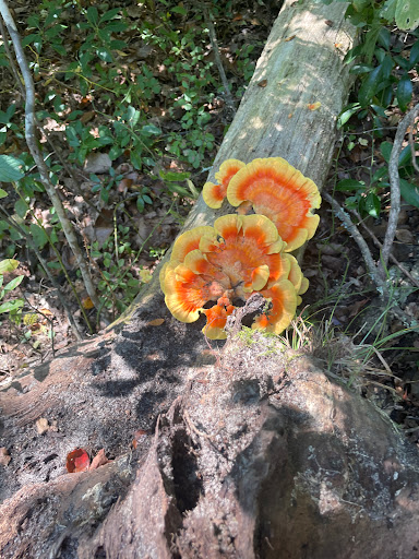 State Park «Parvin State Park», reviews and photos, 701 Almond Rd, Pittsgrove Township, NJ 08318, USA