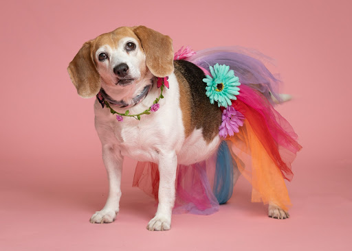 Pet Store «PetSaver Healthy Pet Superstore (Greece Location)», reviews and photos, 1596 W Ridge Rd, Rochester, NY 14615, USA